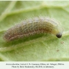 aricia teberdina tcheget larva l3